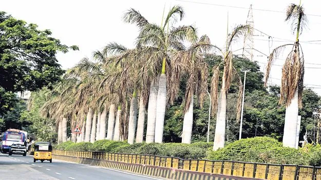 వృక్ష విలాపం