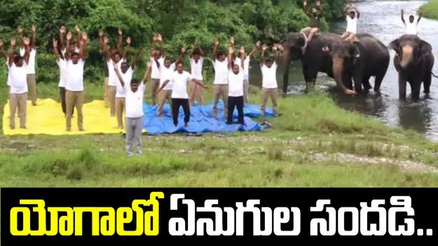 యోగాలో పాల్గొన్న ఏనుగులు.. నెట్టింట వీడియో వైరల్..
