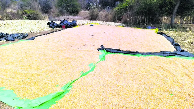 మొక్కజొన్నకు గిట్టుబాటు ధర కల్పించండి 