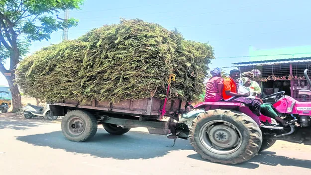 ట్రాక్టర్‌ గడ్డి రూ.20 వేలు..!