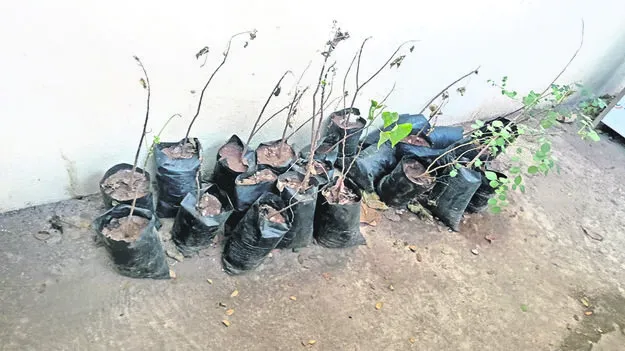 మొక్కవోని దీక్ష ఏదీ..?