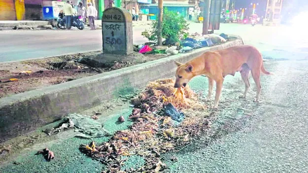 రోడ్లపై కోళ్ల వ్యర్థాలు 
