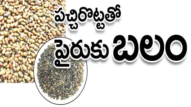 kumaram bheem asifabad- పచ్చిరొట్టతో పైరుకు బలం 