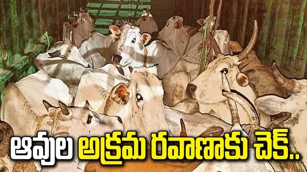పశువుల అక్రమ రవాణా.. అడ్డుకున్న గోసంరక్షణ సమితి సభ్యులు..