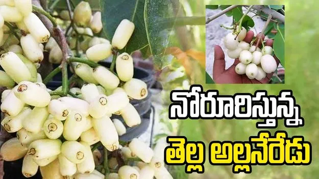 నోరూరిస్తున్న తెల్ల అల్లనేరేడు.. 