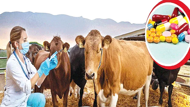 పశువులకు జనరిక్‌ మందులు