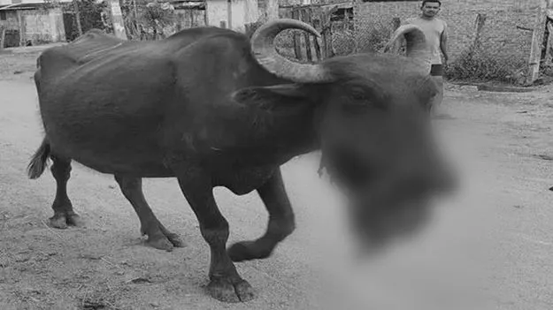 అయ్యో పాపం మూగజీవాలు...!
