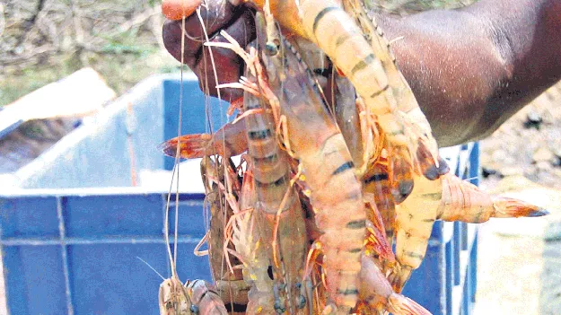 రొయ్యల ధర ఢమాల్‌