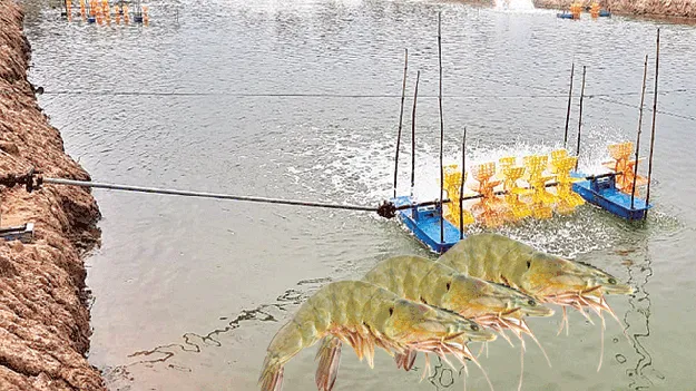 ఆక్వా రైతులకు ఊరట