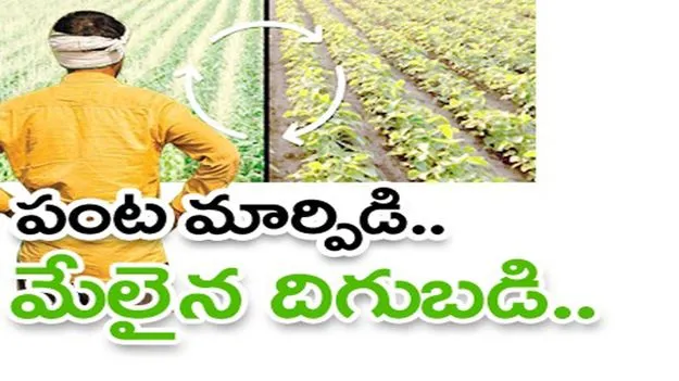kumaram bheem asifabad- పంట మార్పిడి..మేలైన దిగుబడి..