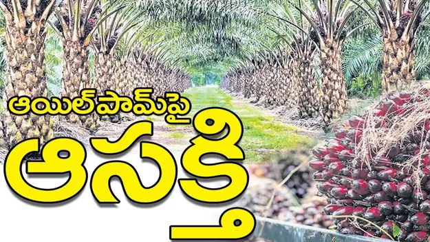 ఆయిల్‌పామ్‌పై ఆసక్తి 