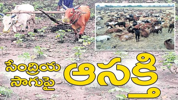 సేంద్రియ సాగుపై ఆసక్తి