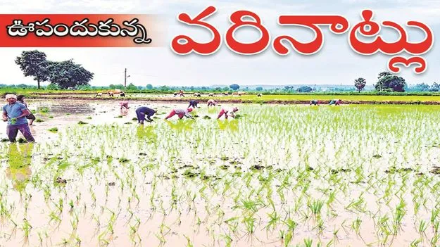 kumaram bheem asifabad- ఊపందుకున్న వరి నాట్లు 