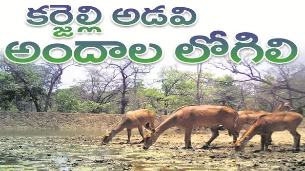 kumaram bheem asifabad- కర్జెల్లి అడవి అందాల లోగిలి