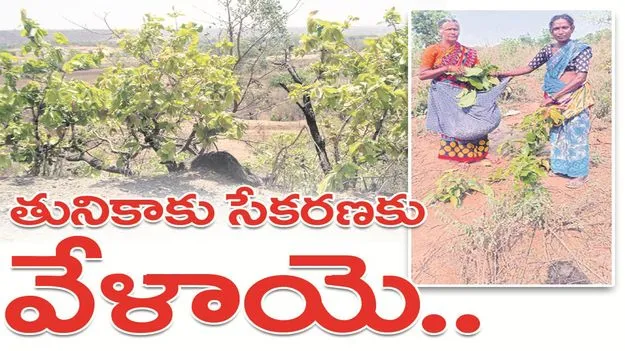 kumaram bheem asifabad-తునికాకు సేకరణకు వేళాయె..