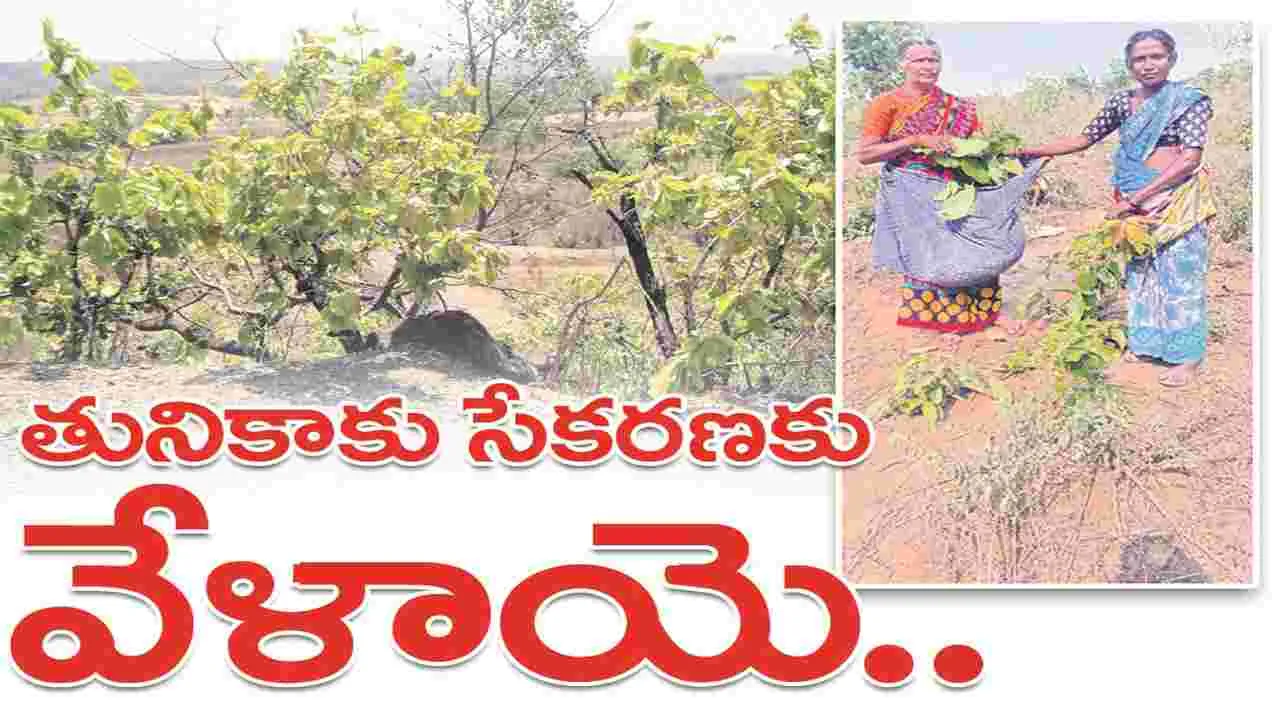 kumaram bheem asifabad-తునికాకు సేకరణకు వేళాయె..