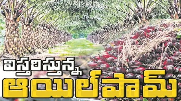 kumaram bheem asifabad- విస్తరిస్తున్న ‘ఆయిల్‌పామ్‌’ 