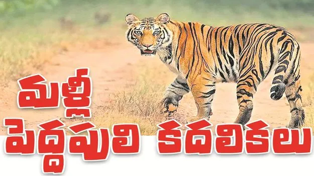 kumaram bheem asifabad- మళ్లీ పెద్దపులి కదలికలు
