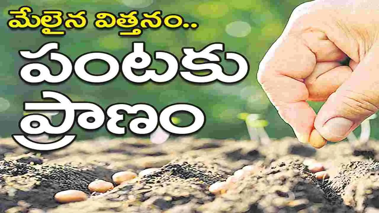 kumaram bheem asifabad-మేలైన విత్తనం.. పంటకు ప్రాణం