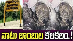 పల్నాడు జిల్లాలో నాటు బాంబుల కలకలం