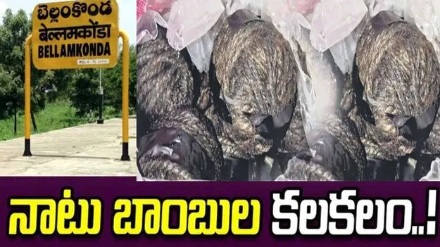 పల్నాడు జిల్లాలో నాటు బాంబుల కలకలం