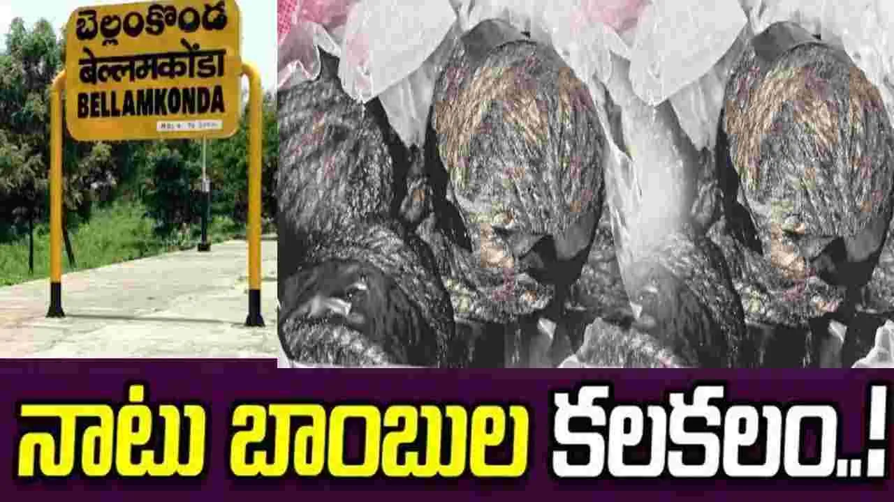 పల్నాడు జిల్లాలో నాటు బాంబుల కలకలం
