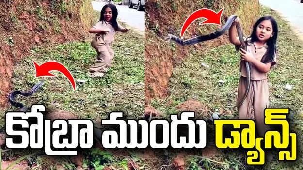కింగ్ కోబ్రా ముందు చిన్నారి డ్యాన్స్.. వీడియో వైరల్