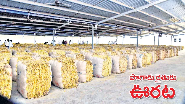 పొగాకు రైతుకు ఊరట