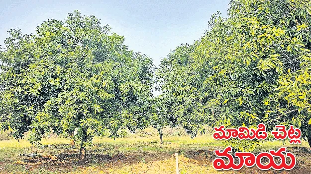 మామిడి చెట్ల మాయ