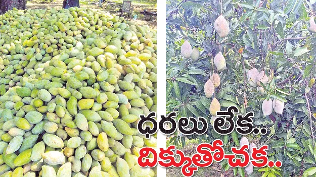 ధరలు లేక.. దిక్కుతోచక..