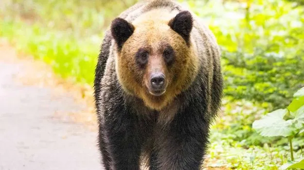 రైతుపై ఎలుగుబంటి దాడి.. పరిస్థితి విషమం