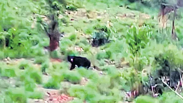 Bear: మంగళంలో ఎలుగుబంట్ల సంచారం