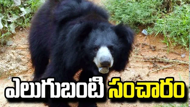 హన్మకొండలో ఎలుగుబంటి కలకలం.. భయాందోళనలో గ్రామస్తులు