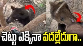 ఎలుగుబంట్లను చూసి చెట్టు ఎక్కేశాడు.. చివరికి జరిగింది చూస్తే..