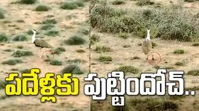 పదేళ్లకు పుట్టిందోచ్.. కచ్‌లో 'గ్రేట్ ఇండియన్ బస్టర్డ్' పక్షి పిల్ల జననం