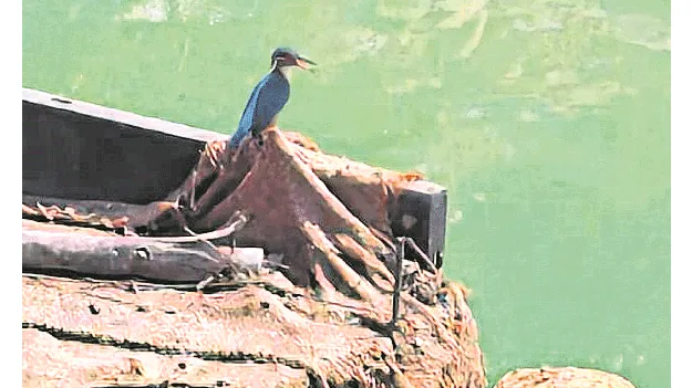 గుంజన నది ఒడ్డున లకుముకిపిట్ట