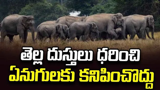 తెల్ల దుస్తులు ధరించి ఏనుగులకు కనిపించొద్దు: డీఎఫ్‌వో ప్రసన్న..