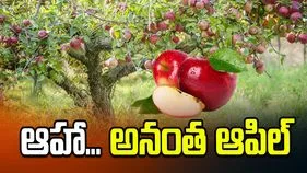 ఆహా... అనంత ఆపిల్‌