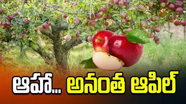 ఆహా... అనంత ఆపిల్‌
