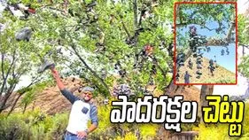 పాదరక్షల చెట్టు