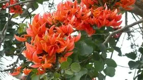 మోదుగ.. ఆరోగ్యానికి ఆమోదమే 
