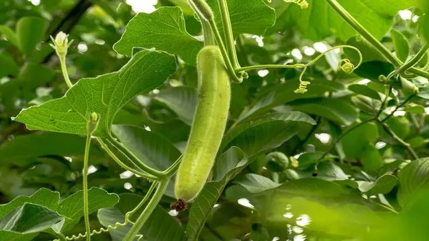 వంటలు: సొర ఆకుల కూర.. 