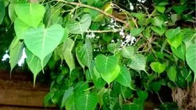 రావిచెట్టు... ఔషధ విలువలు