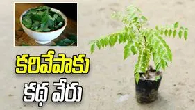 కరివేపాకు కథ వేరు
