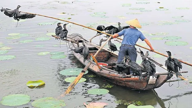 పక్షులతో చేపల వేట