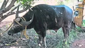 అనగనగా ఓ దేవర దున్నపోతు.. ఏం జరిగిందంటే..