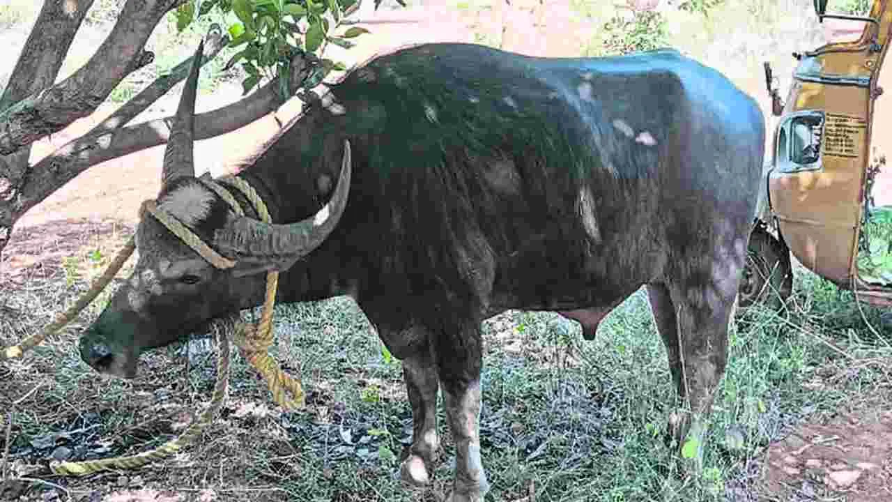 అనగనగా ఓ దేవర దున్నపోతు.. ఏం జరిగిందంటే..