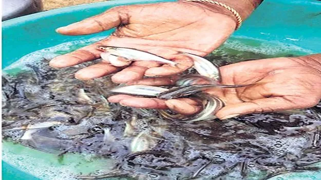 చేప పిల్లల పంపిణీ జరిగేనా?