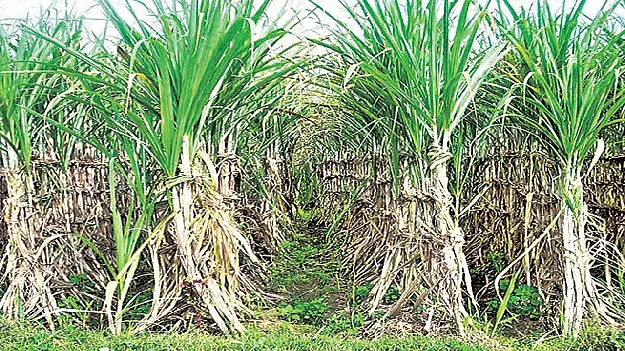    చేదెక్కిన చెరకు