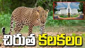 తిరుపతి ఎస్వీ యూనివర్సిటీలో మళ్లీ చిరుత సంచారం.. భయాందోళనలో విద్యార్థులు